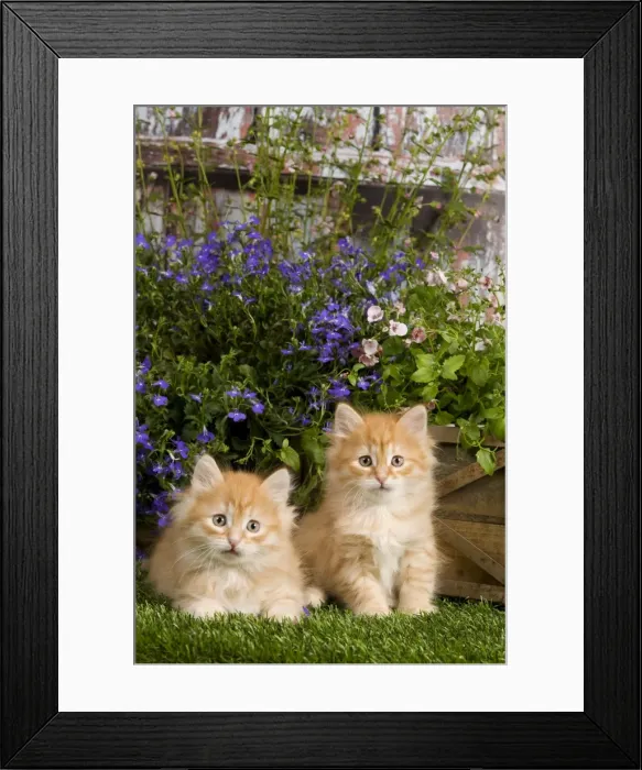 Framed Print : Picture No. 10887668
