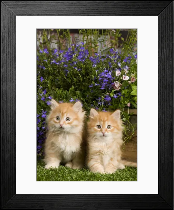 Framed Print : Picture No. 10887666 Framed Print : Picture No. 10887666