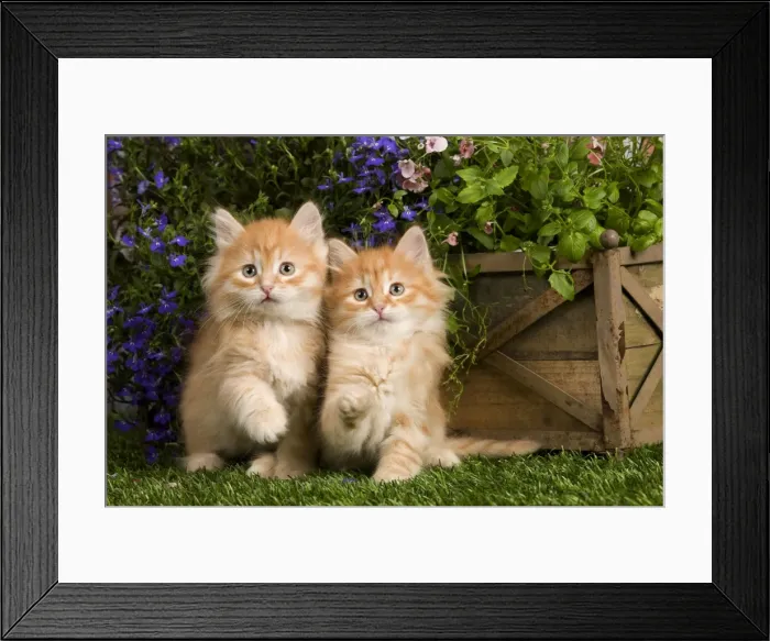 Framed Print : Picture No. 10887665 Framed Print : Picture No. 10887665