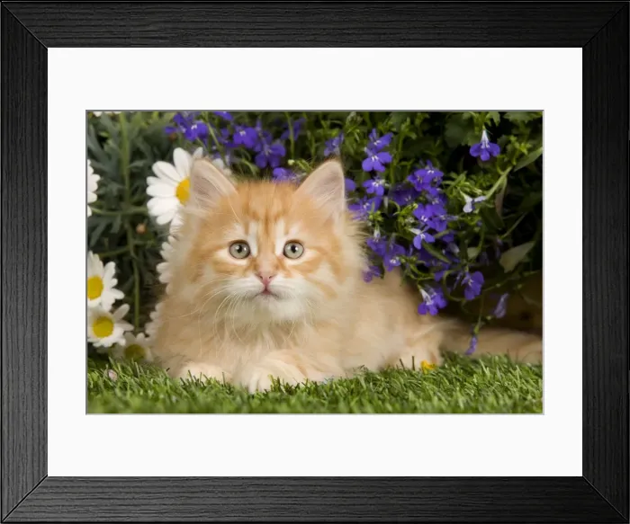 Framed Print : Picture No. 10887672 Framed Print : Picture No. 10887672