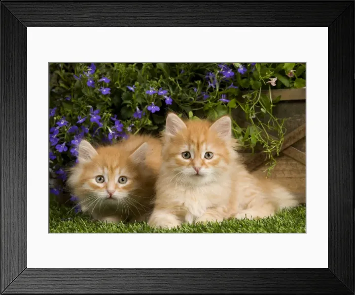 Framed Print : Picture No. 10887671