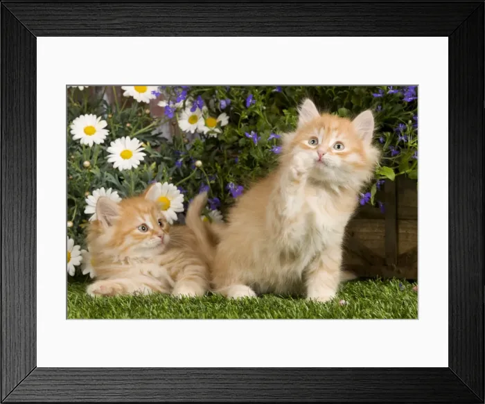Framed Print : Picture No. 10887674 Framed Print : Picture No. 10887674
