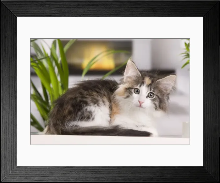 Framed Print : Picture No. 10887682 Framed Print : Picture No. 10887682