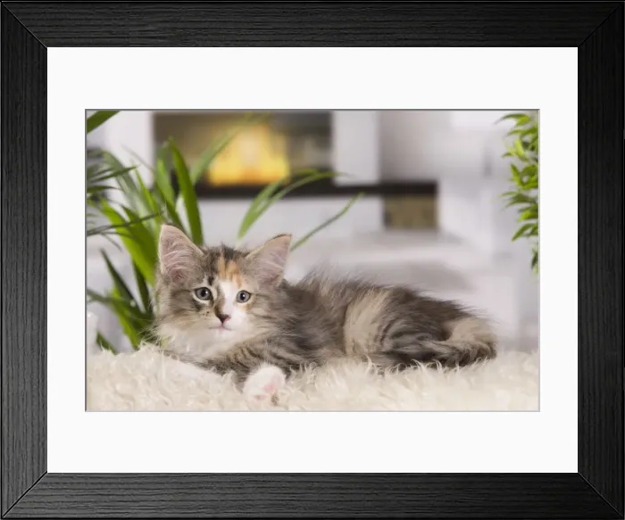 Framed Print : Picture No. 10887683 Framed Print : Picture No. 10887683