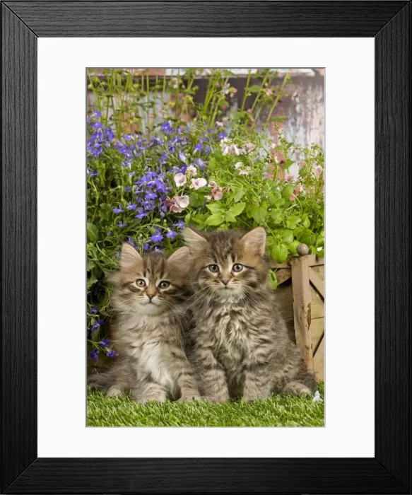 Framed Print : Picture No. 10887681 Framed Print : Picture No. 10887681