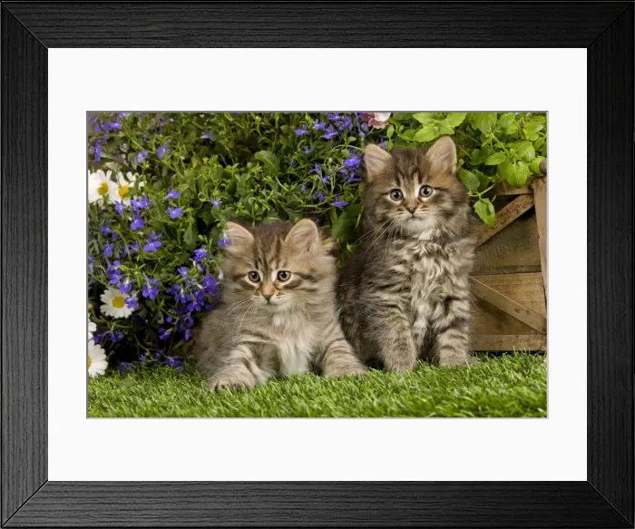 Framed Print : Picture No. 10887679 Framed Print : Picture No. 10887679