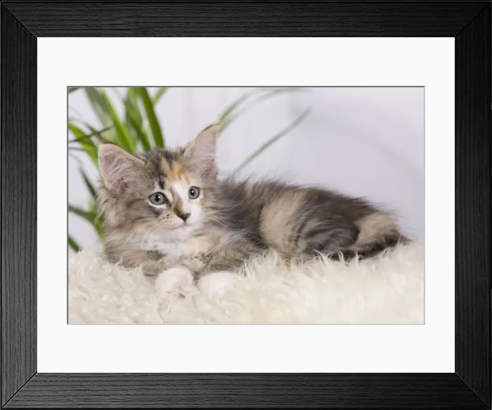 Framed Print : Picture No. 10887684 Framed Print : Picture No. 10887684
