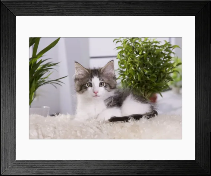 Framed Print : Picture No. 10887687 Framed Print : Picture No. 10887687