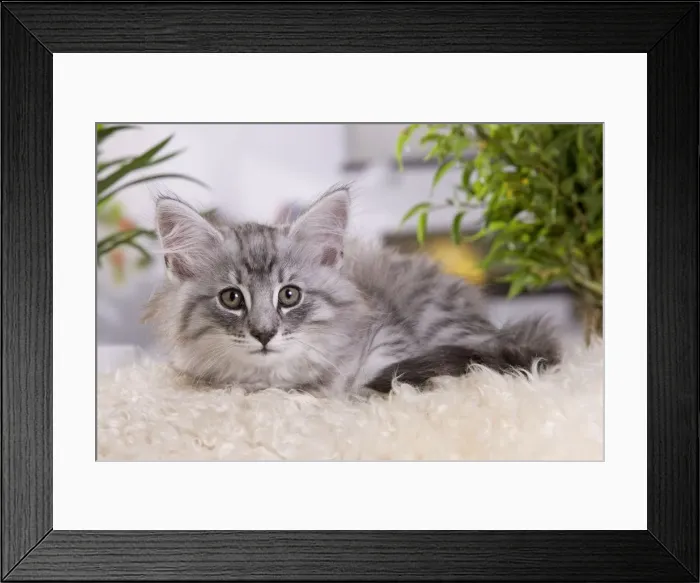Framed Print : Picture No. 10887688 Framed Print : Picture No. 10887688