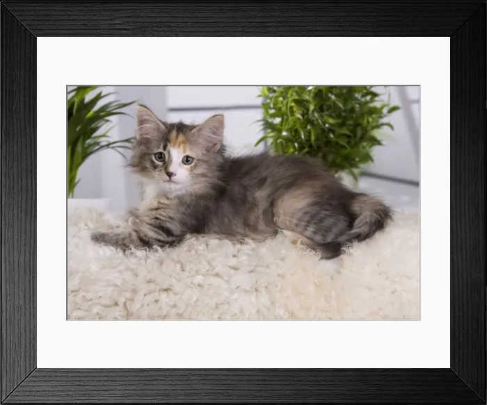 Framed Print : Picture No. 10887686 Framed Print : Picture No. 10887686