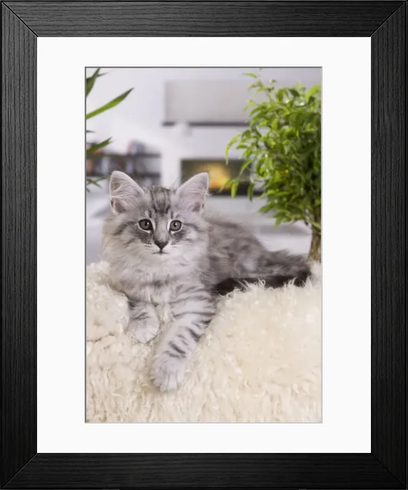 Framed Print : Picture No. 10887690 Framed Print : Picture No. 10887690