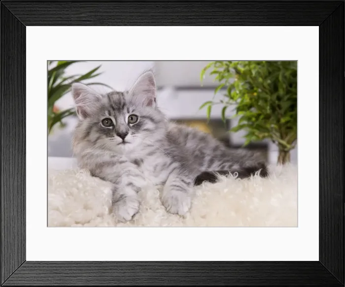 Framed Print : Picture No. 10887691