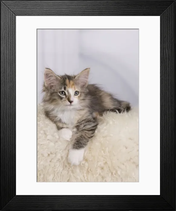 Framed Print : Picture No. 10887685 Framed Print : Picture No. 10887685