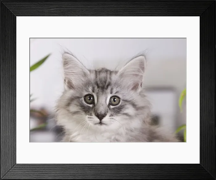 Framed Print : Picture No. 10887692