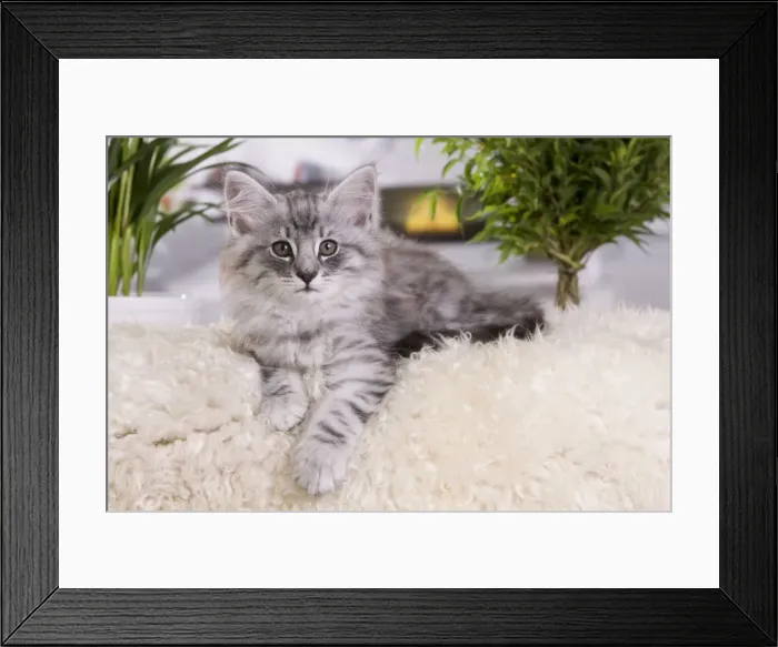 Framed Print : Picture No. 10887689
