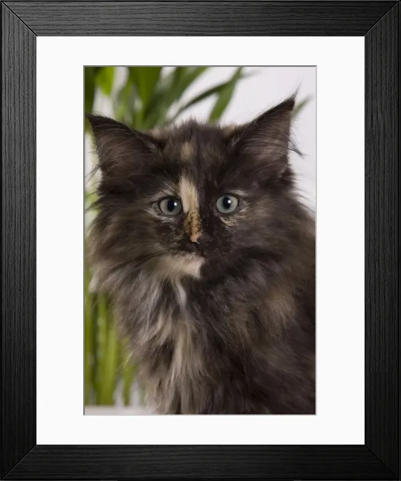 Framed Print : Picture No. 10887695 Framed Print : Picture No. 10887695
