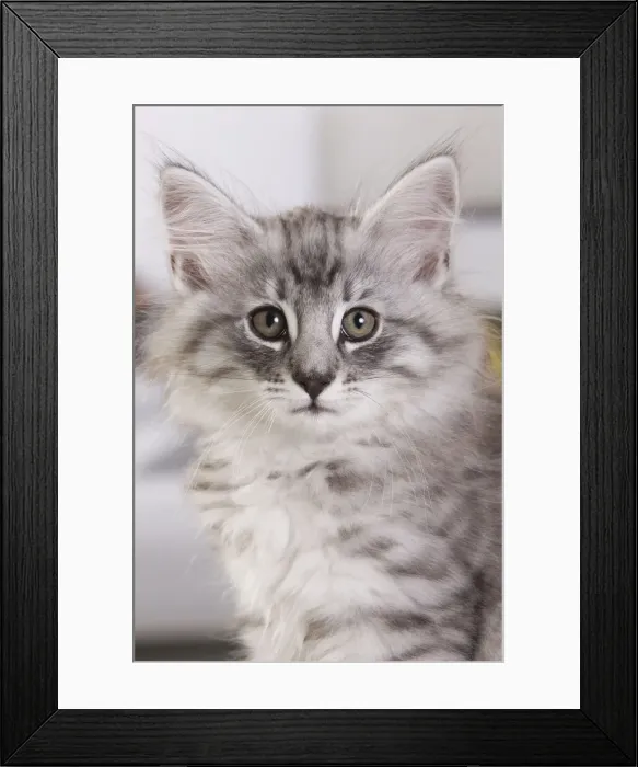 Framed Print : Picture No. 10887693 Framed Print : Picture No. 10887693