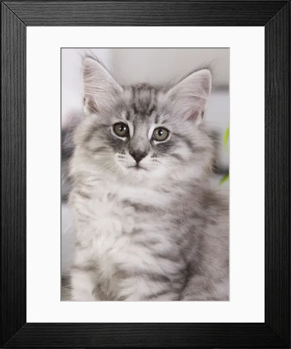 Framed Print : Picture No. 10887694 Framed Print : Picture No. 10887694