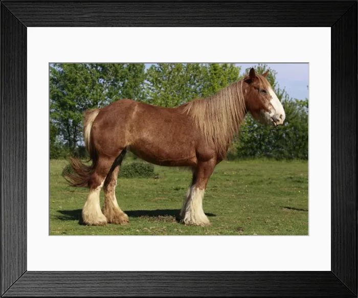 Framed Print : Picture No. 10887702 Framed Print : Picture No. 10887702