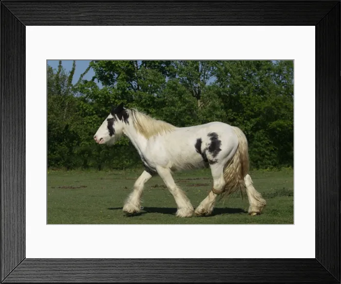 Framed Print : Picture No. 10887700 Framed Print : Picture No. 10887700