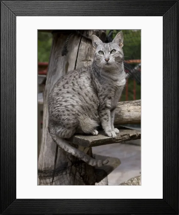 Framed Print : Picture No. 10887697 Framed Print : Picture No. 10887697
