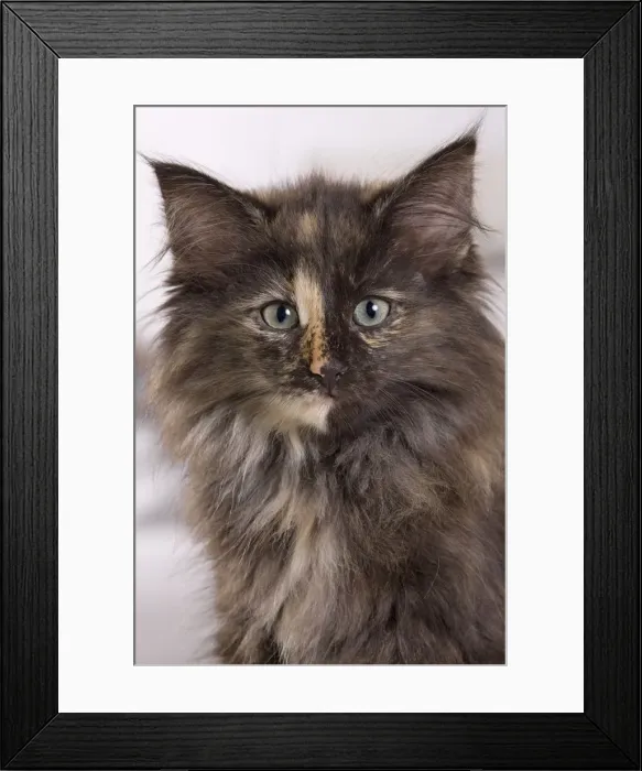 Framed Print : Picture No. 10887696 Framed Print : Picture No. 10887696