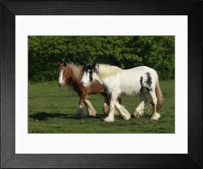 Framed Print : Picture No. 10887701 Framed Print : Picture No. 10887701