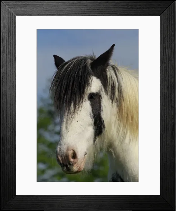 Framed Print : Picture No. 10887703 Framed Print : Picture No. 10887703