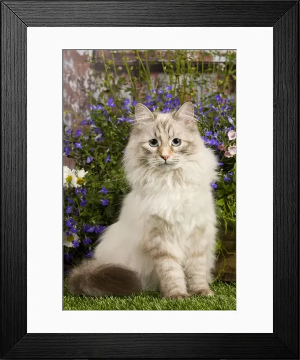Framed Print : Picture No. 10887706 Framed Print : Picture No. 10887706