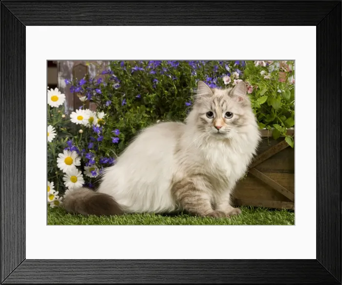 Framed Print : Picture No. 10887707 Framed Print : Picture No. 10887707