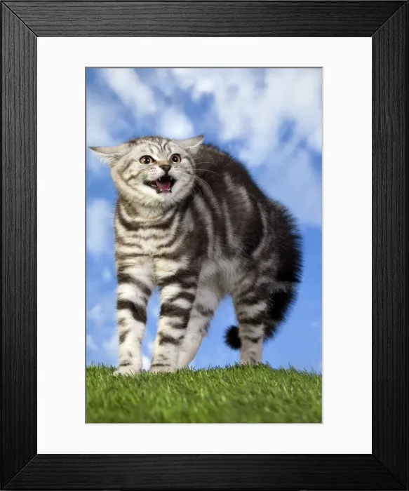 Framed Print : Picture No. 10887805 Framed Print : Picture No. 10887805