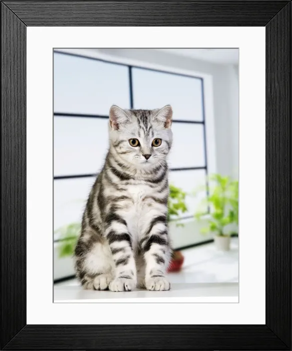 Framed Print : Picture No. 10887809 Framed Print : Picture No. 10887809