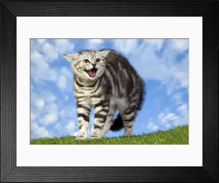 Framed Print : Picture No. 10887806 Framed Print : Picture No. 10887806