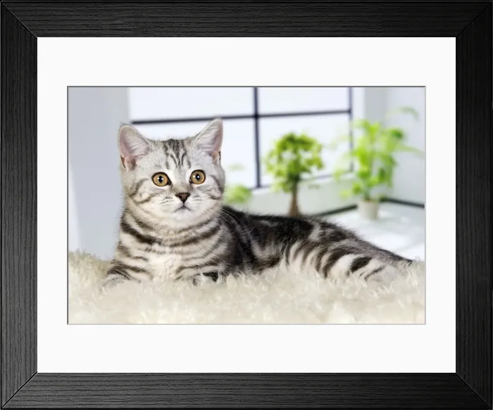 Framed Print : Picture No. 10887816 Framed Print : Picture No. 10887816