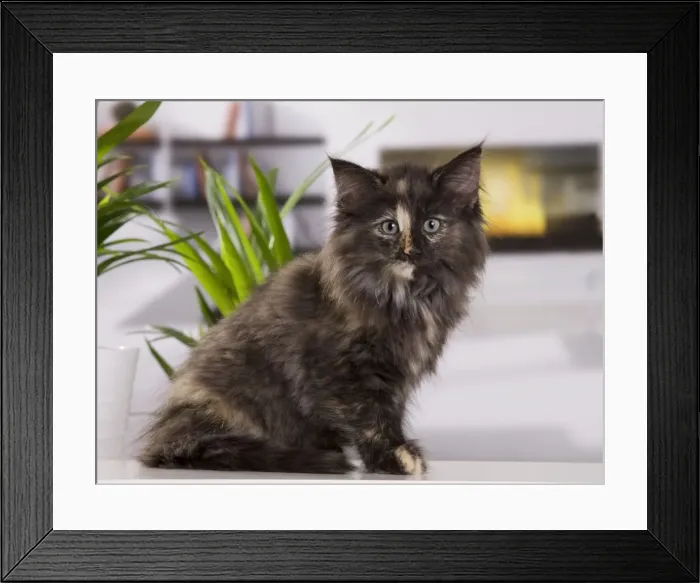 Framed Print : Picture No. 10887822 Framed Print : Picture No. 10887822