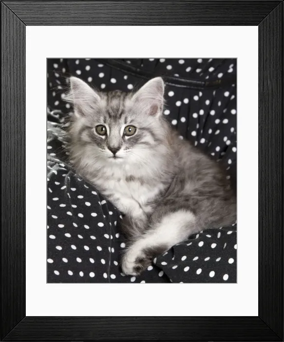 Framed Print : Picture No. 10887821 Framed Print : Picture No. 10887821