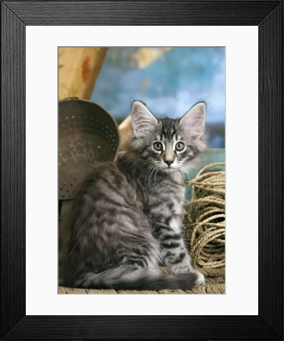 Framed Print : Picture No. 10887818 Framed Print : Picture No. 10887818