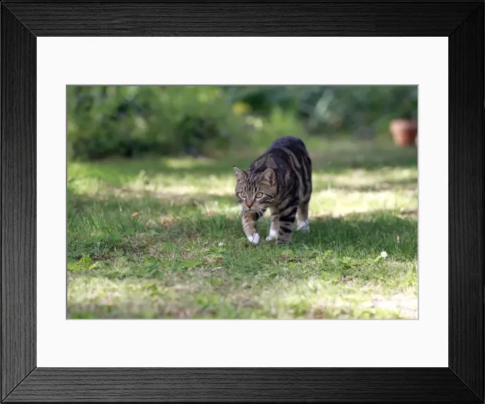 Framed Print : Picture No. 10887828 Framed Print : Picture No. 10887828