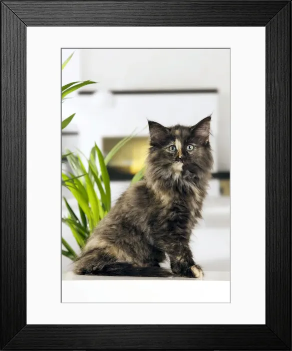 Framed Print : Picture No. 10887823 Framed Print : Picture No. 10887823