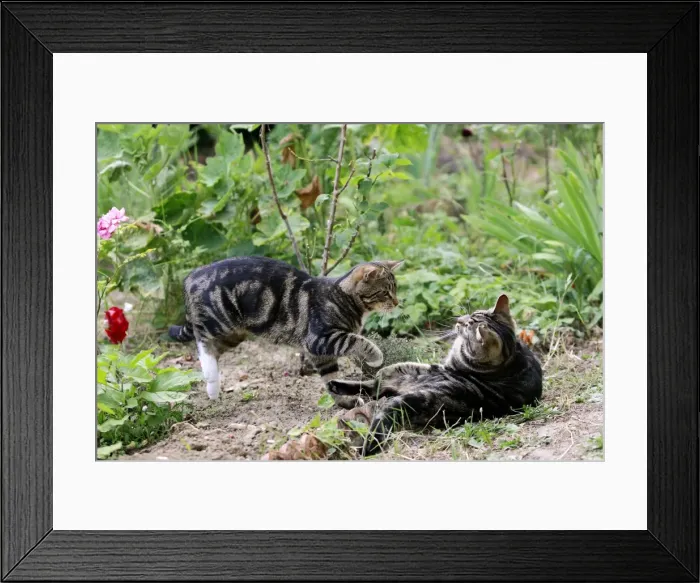 Framed Print : Picture No. 10887827 Framed Print : Picture No. 10887827