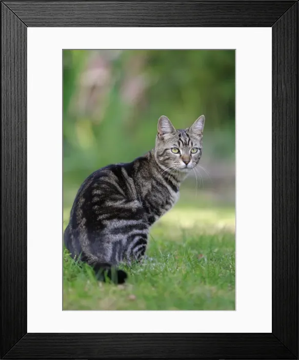 Framed Print : Picture No. 10887832 Framed Print : Picture No. 10887832