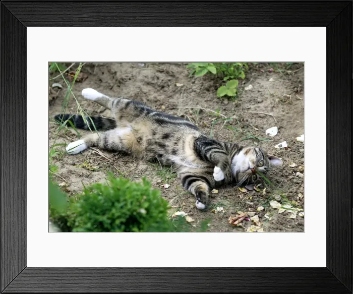 Framed Print : Picture No. 10887826 Framed Print : Picture No. 10887826