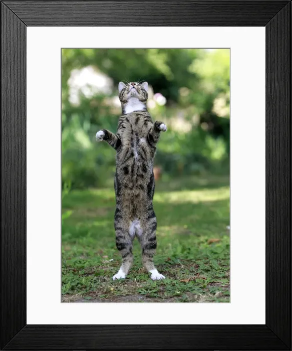 Framed Print : Picture No. 10887830