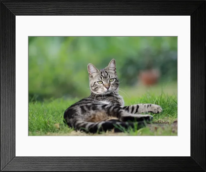 Framed Print : Picture No. 10887833 Framed Print : Picture No. 10887833