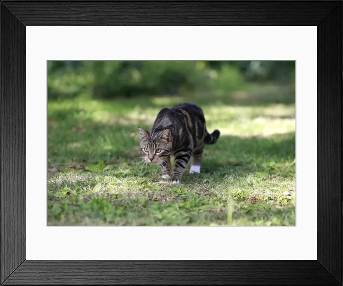 Framed Print : Picture No. 10887829 Framed Print : Picture No. 10887829