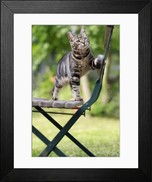 Framed Print : Picture No. 10887835 Framed Print : Picture No. 10887835