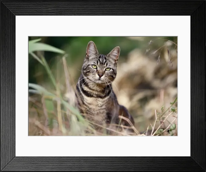 Framed Print : Picture No. 10887836 Framed Print : Picture No. 10887836
