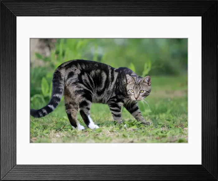 Framed Print : Picture No. 10887831 Framed Print : Picture No. 10887831