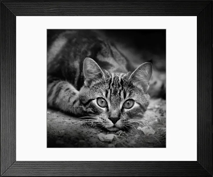 Framed Print : Picture No. 10887838 Framed Print : Picture No. 10887838