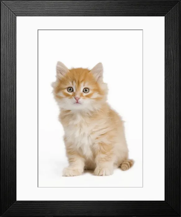 Framed Print : Picture No. 10887840 Framed Print : Picture No. 10887840